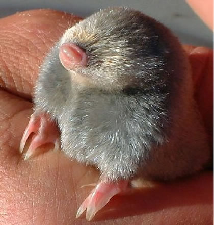 Van Zyl’s Golden mole Cryptochloris zyli