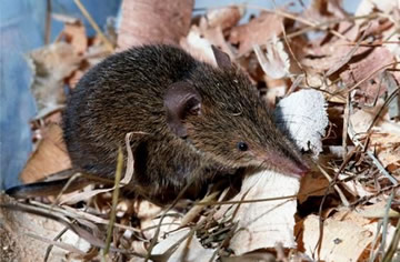 A Cowan’s shrew tenrec, Microgale cowani, in captivity.