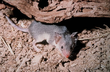 A large-eared tenrec, Geogale aurita.