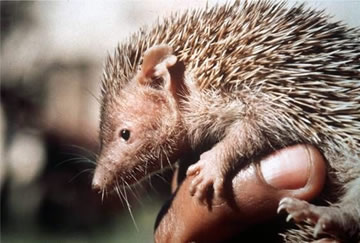 A lesser hedgehog tenrec, Echinops telfairi.