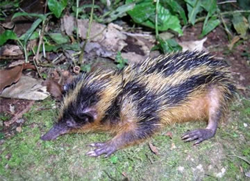 A lowland streaked tenrec, Hemicentetes semispinosus.