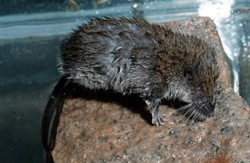 Aquatic tenrecs, Limnogale mergulus